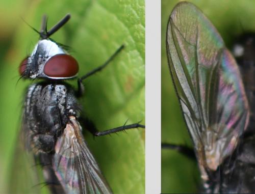 Réf. 265 609 : Metopia argyrocephala